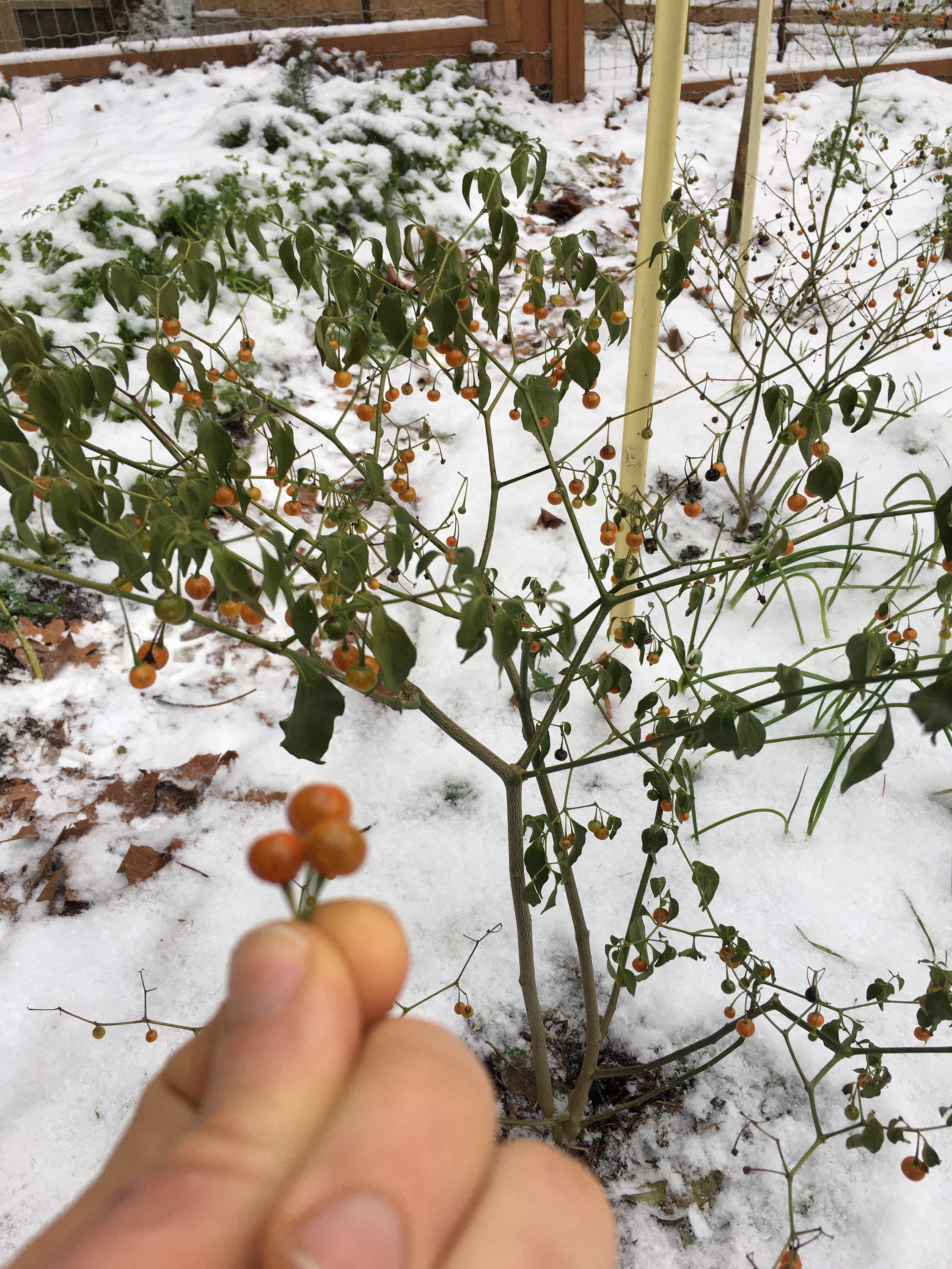 Cold Hardy Chili Pepper Seeds Capsicum Flexuosum aka Etsy