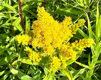 Kanada Goldrute Samen - Solidago Canadensis - Staude & Zierpflanze