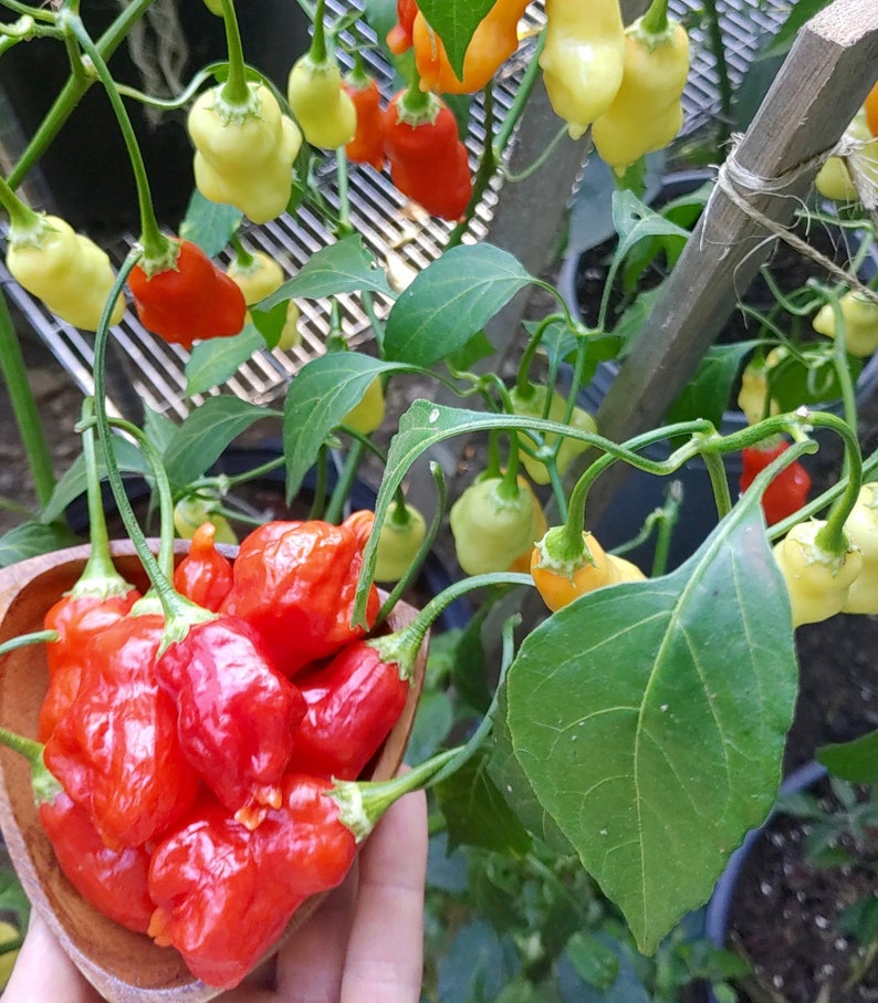 Aji Rainforest Pepper Seeds Capsicum Baccatum Refreshing Etsy Ireland