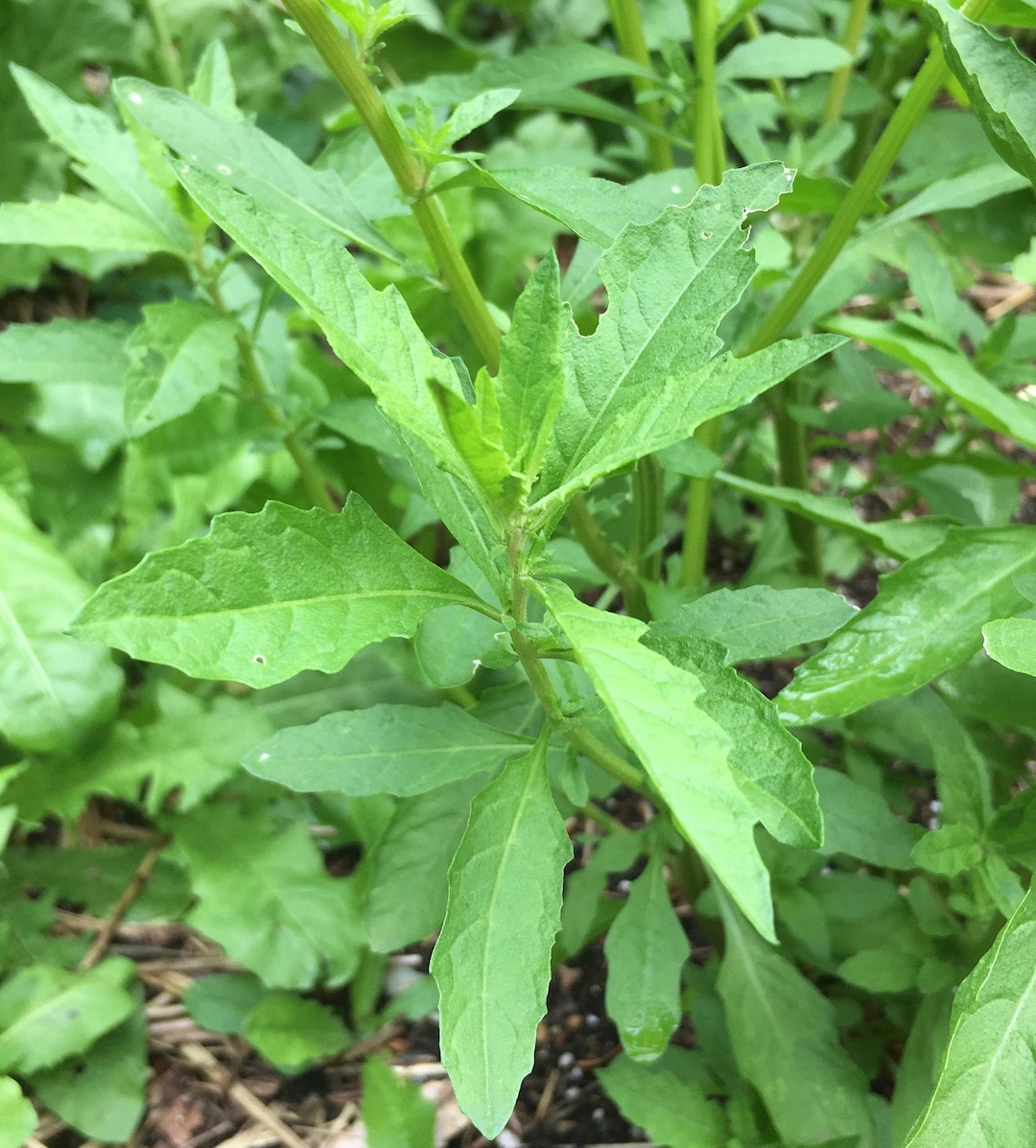 Epazote Seeds Dysphania Ambrosioides Aromatic & Perennial Etsy Canada