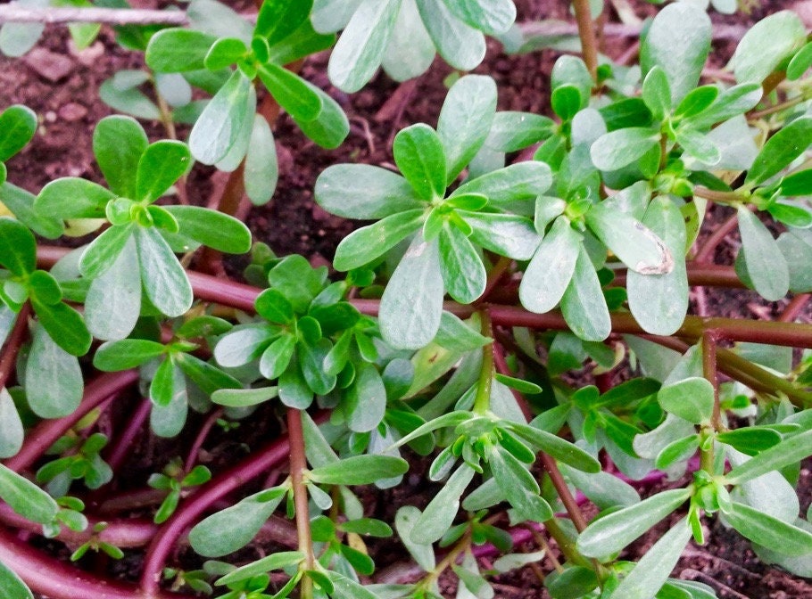 Wild Purslane Seeds - Portulaca Oleraceae - Delicious and Nutritious …