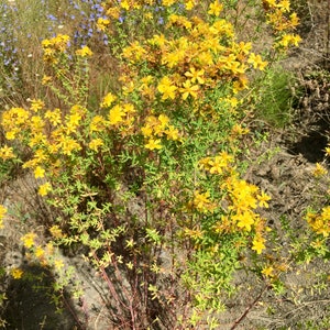 St. John's Wort Seeds Hypericum Perforatum image 4