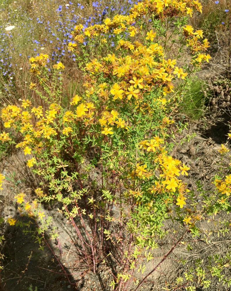 St. John's Wort Seeds Hypericum Perforatum image 4