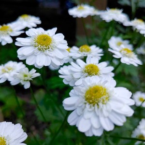 Feverfew Seeds Tanacetum Parthenium image 2