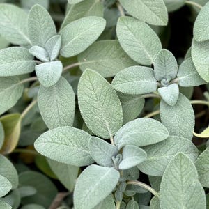 Broadleaf Sage Seeds - Salvia Officinalis - Flavourful, Aromatic and Perennial