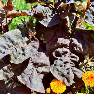 Mexican Oregano Seeds - Etsy Denmark