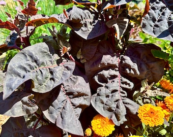 Semi di Atriplex Hortensis - Deliziosi, vigorosi e abbondanti