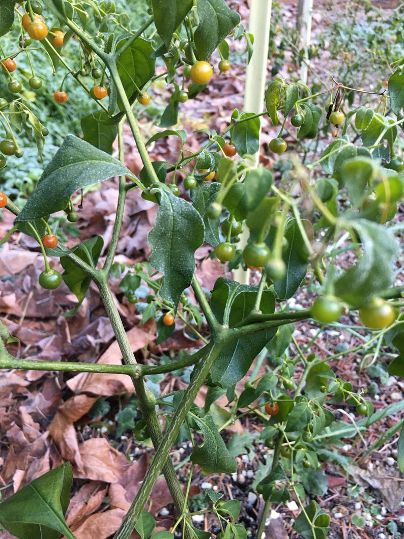 Cold Hardy Chili Pepper Seeds Capsicum Flexuosum aka Etsy