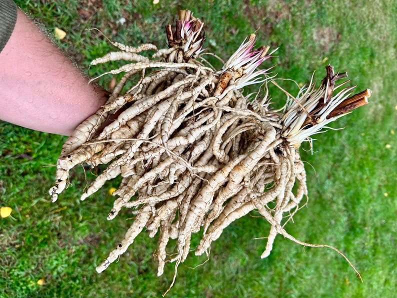 Skirret Seeds Sium Sisarum Rare, Delicious, and Perennial Vegetable image 1