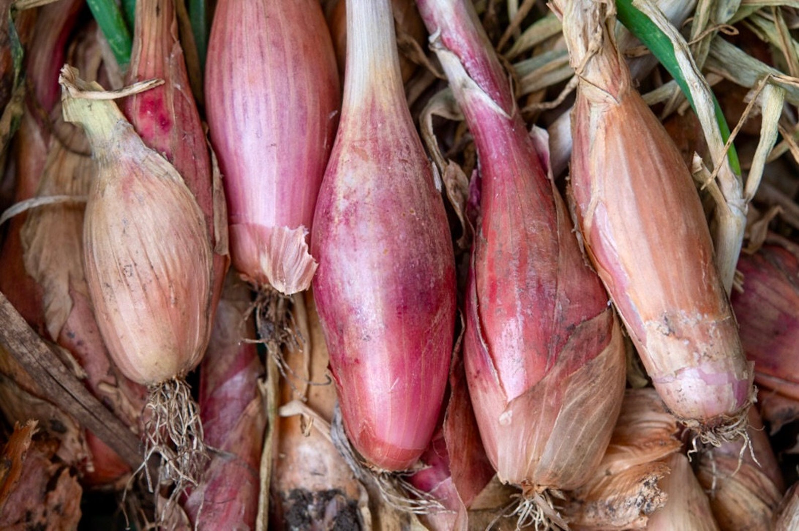 Zebrune Shallot Seeds Allium Cepa Delicious & Perennial Etsy Canada