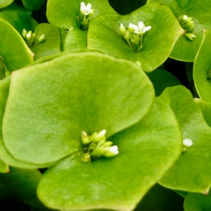 Miners Lettuce Seeds - Claytonia Perfoliata - Heerlijke en hoogproductieve bladgroente