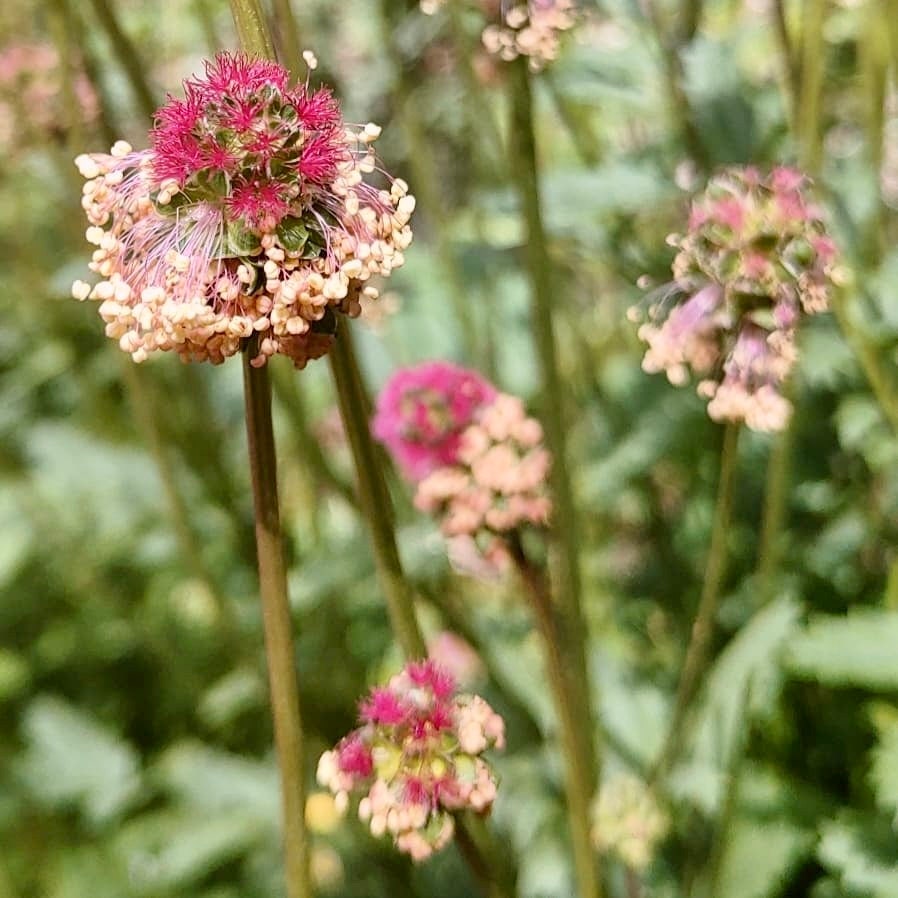 Salad Burnet Seeds Sanguisorba Minor Perennial Delicious Etsy Canada