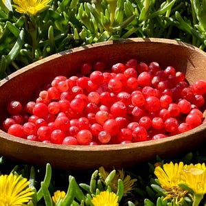 Huckleberry Seeds - Vaccinium Parvifolium - Heerlijke en vaste plant