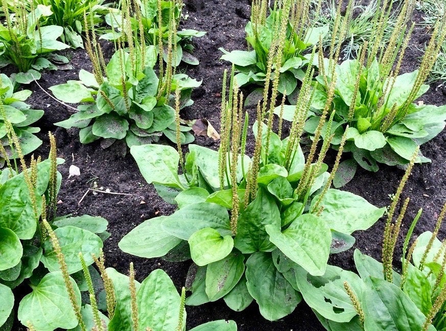 Broadleaf Plantain Seeds Plantago Major Nutritious High Etsy Australia