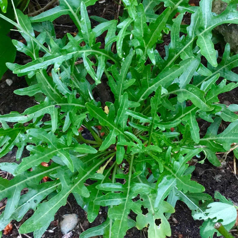 Wild Arugula Seeds Diplotaxis Tenuifolia Perennial Etsy Wild Arugula Seeds Diplotaxis Tenuifolia Perennial Etsy