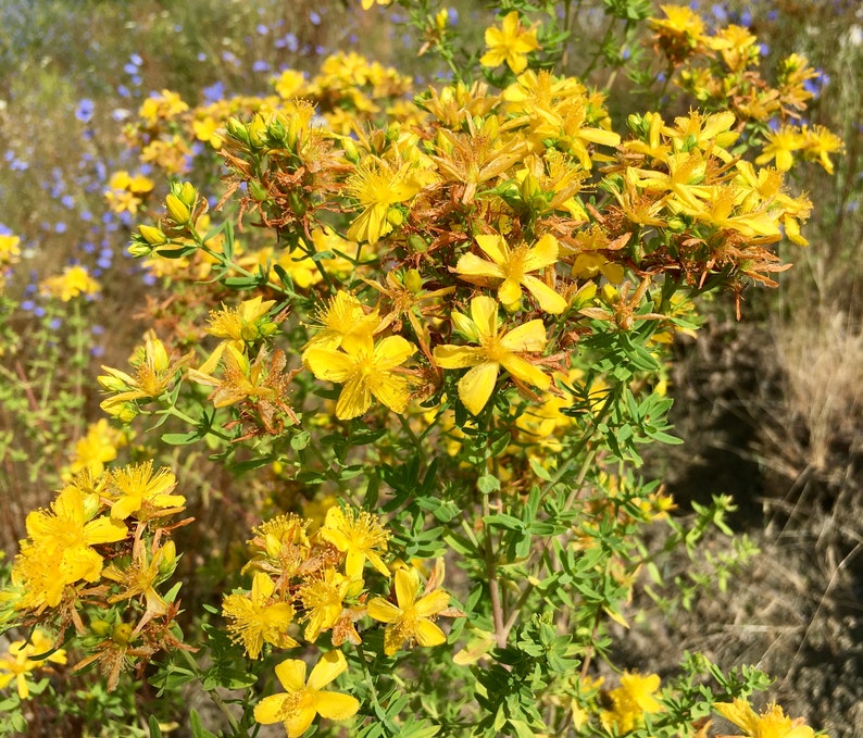 St. John's Wort Seeds Hypericum Perforatum image 2