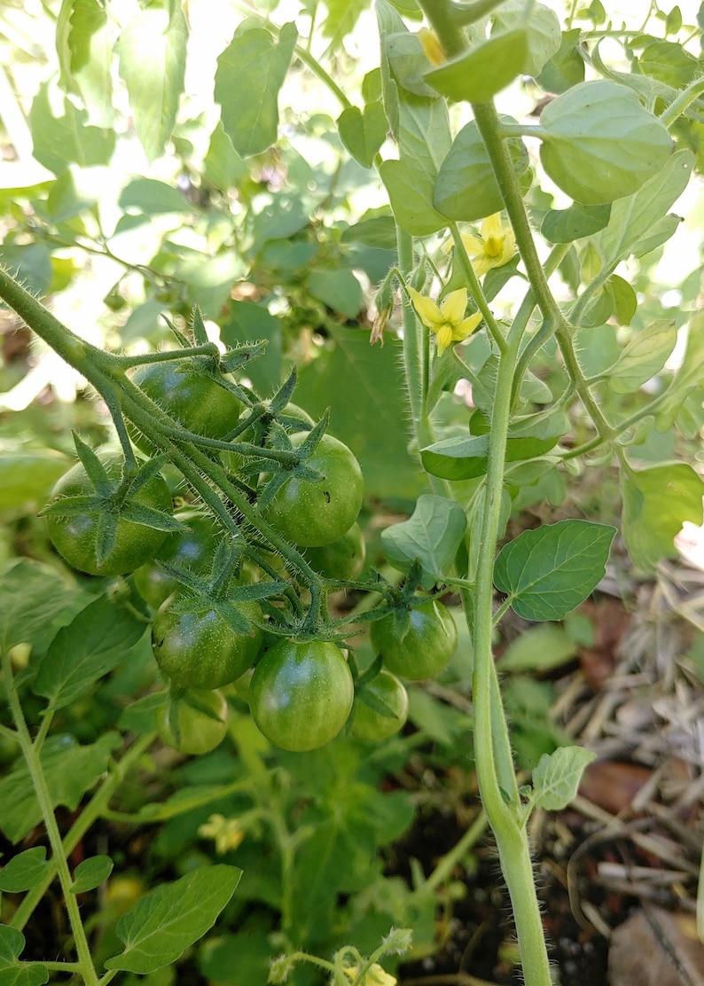 Wild Galapagos Island Tomato Seeds Lycopersicon Cheesmanii Delicious & Abundant image 4