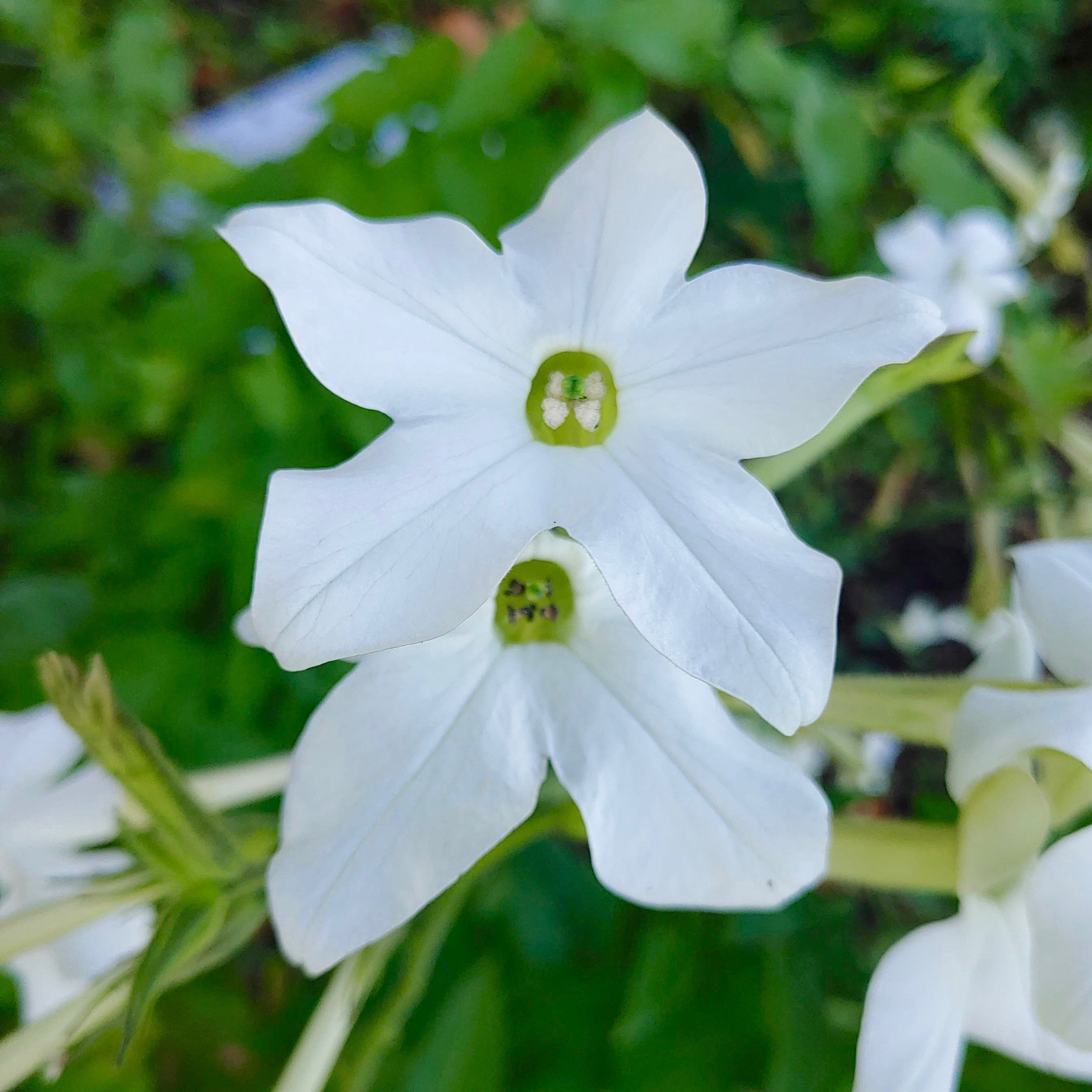 Free Shipping Grow Your Own Open Pollinated Flower Seeds Nicotiana alata Non GMO Jasmine Flowering Tobacco Naturally Grown Free Shipping Grow Your Own Open Pollinated Flower Seeds Nicotiana alata Non GMO Jasmine Flowering Tobacco Naturally Grown