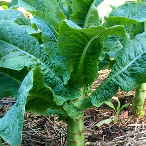 Celtuce Seeds - Lactuca sativa var. augustana - 美味しくて多用途