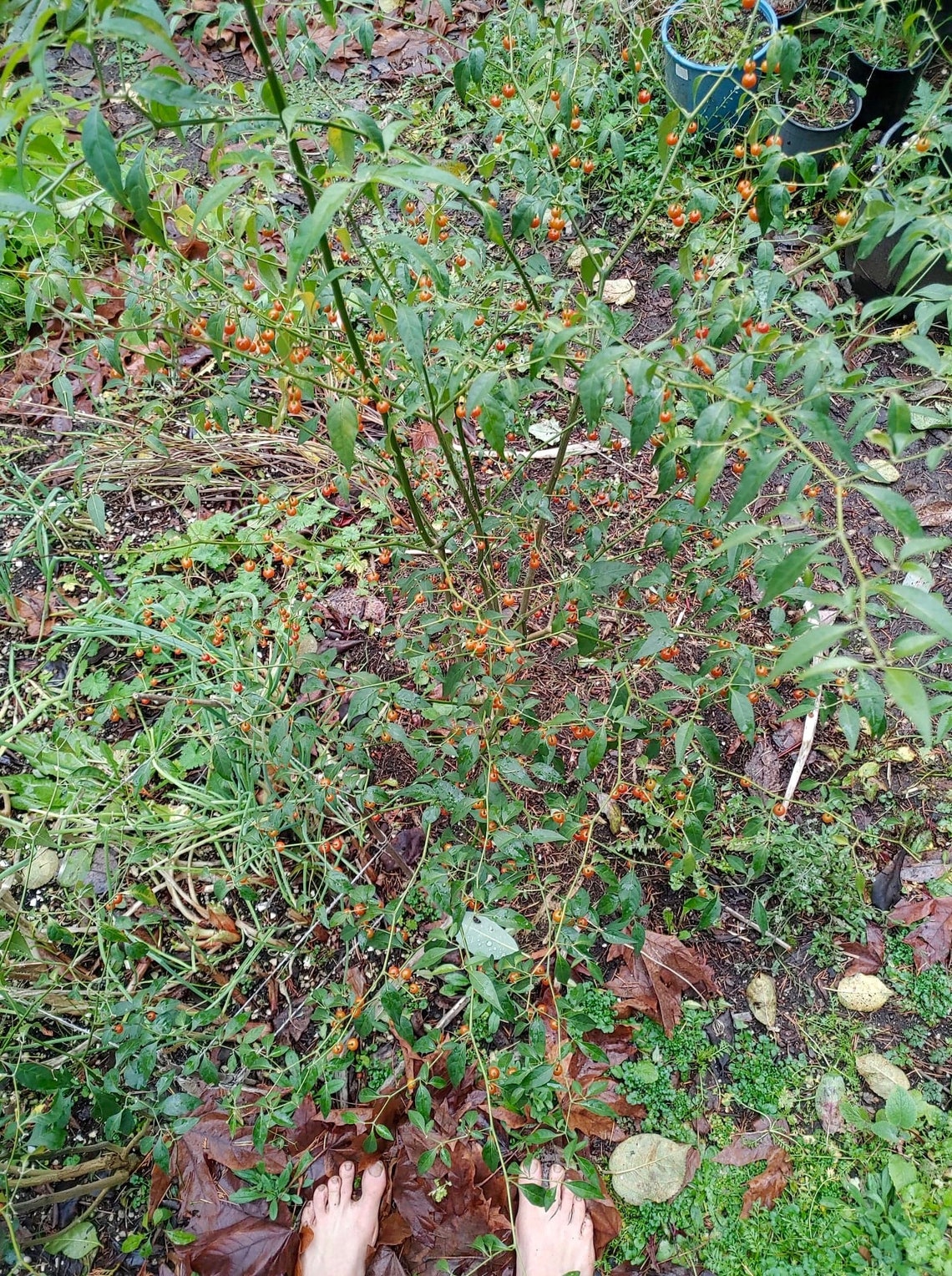 Cold Hardy Chili Pepper Seeds Capsicum Flexuosum aka Etsy