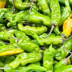 Shishito Pepper Seeds - Capsicum Annuum - Delicious, Prolific, and Exciting