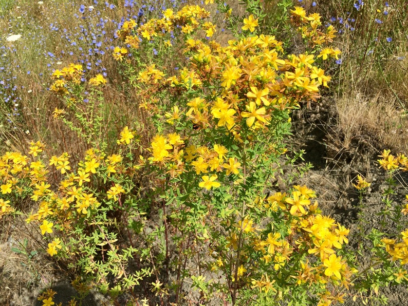 St. John's Wort Seeds Hypericum Perforatum image 1