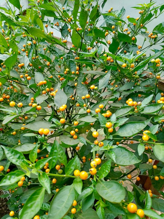 Aji Charapita Pepper Seeds - Capsicum Chinense - Delicious & Semi-wild -  Etsy Norway