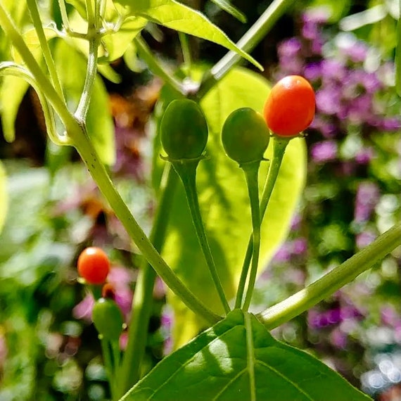 Cumari Pepper Seeds Capsicum Praetermissum Delicious | Etsy
