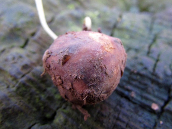 10 Semi Rari Di NOIX DE TERRE (Conopodium Majus) | Pignut Seeds H823, Semi Per Orto