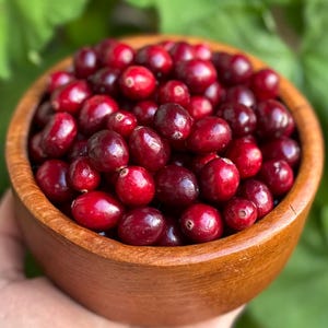 American Cranberry Seeds - Vaccinium Macrocarpon - Delicious & Perennial