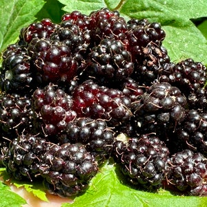 Blackberry Seeds - Rubus Ursinus - Vaste plant, heerlijk en voedzaam