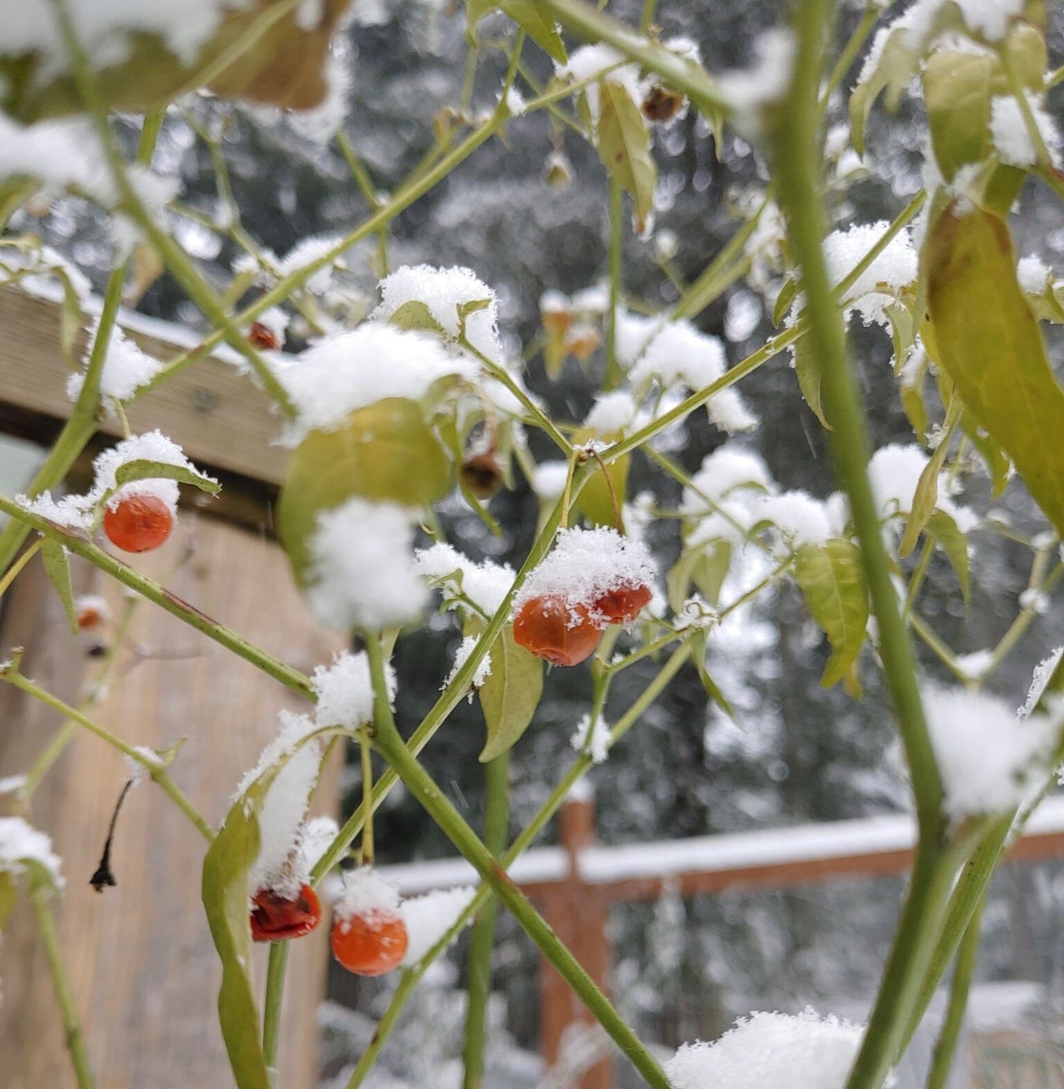 Cold Hardy Chili Pepper Seeds Capsicum Flexuosum Aka Etsy Canada