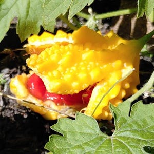 Karela / Bitter Melon Seeds - Momordica Charantia - Delicious, Nutritious, and Abundant