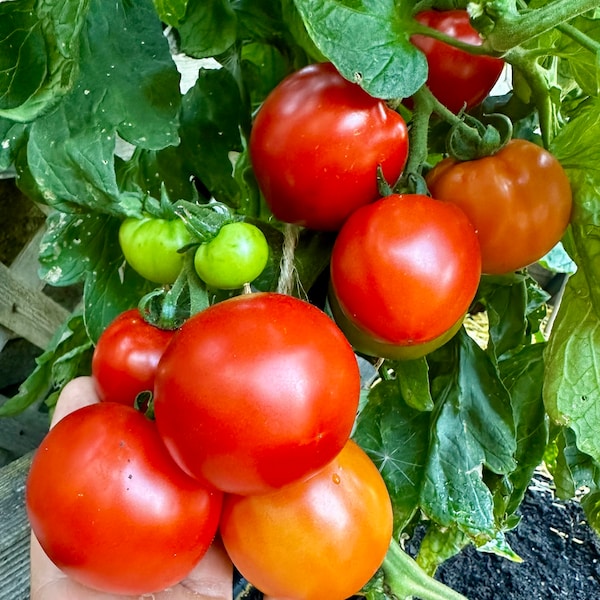 Marglobe Tomato Seeds - Solanum Lycopersicum - Delicious & Disease Resistant