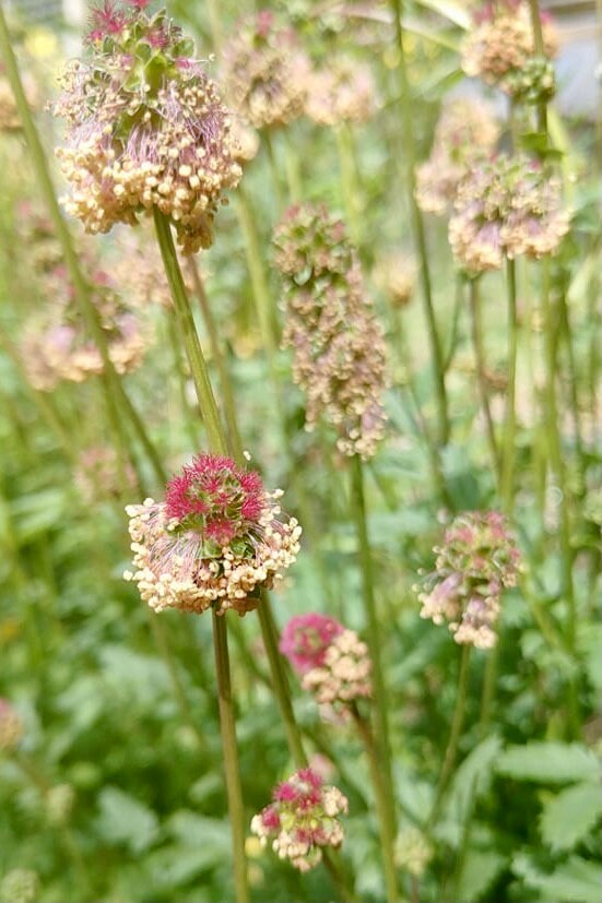 Salad Burnet Seeds Sanguisorba Minor Perennial Delicious Etsy Canada