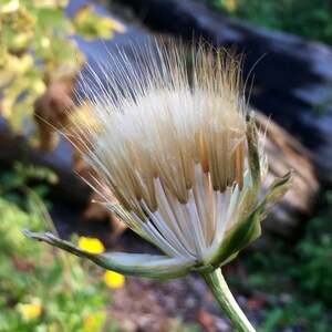 Scorzonera / Oyster Root Seeds Scorzonera Hispanica Rare, Delicious, and Perennial image 9