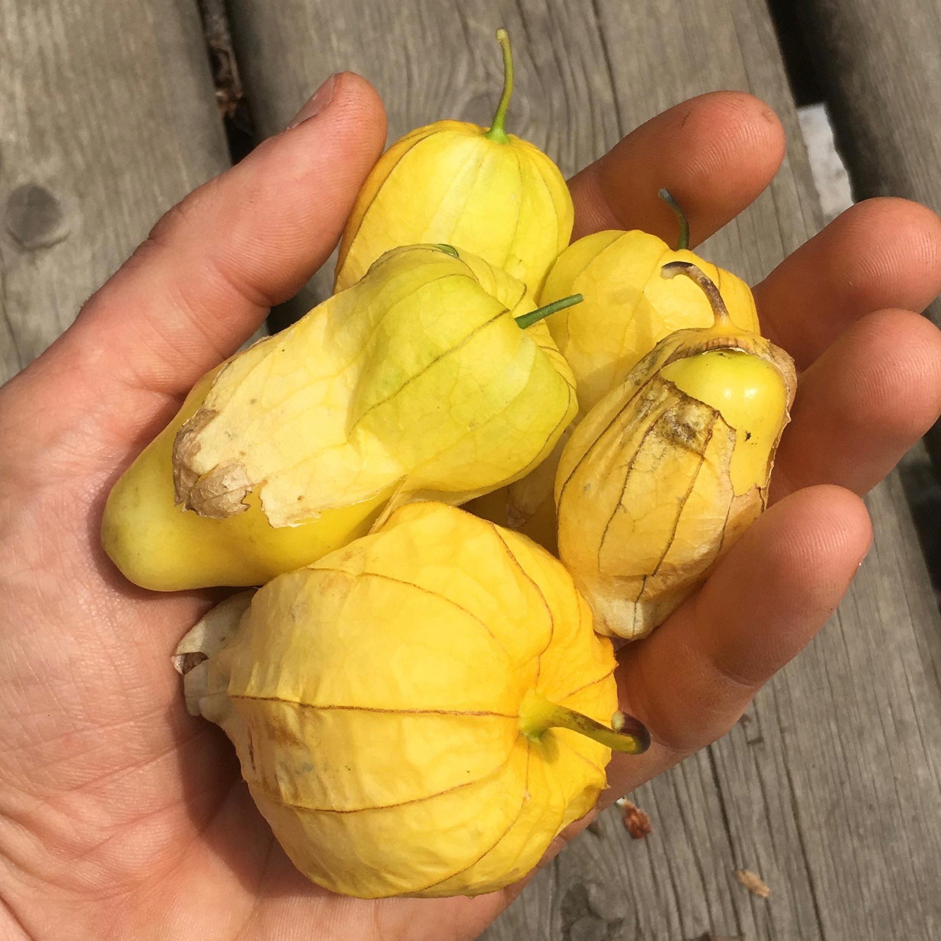 Queen of Malinalco Tomatillo Seeds Physalis Ixocarpa Etsy Canada