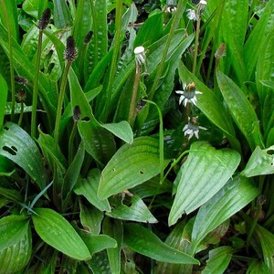 Narrowleaf Plantain Seeds Plantago Lanceolata Nutritious High Yielding Perennial Leaf Vegetable image 2