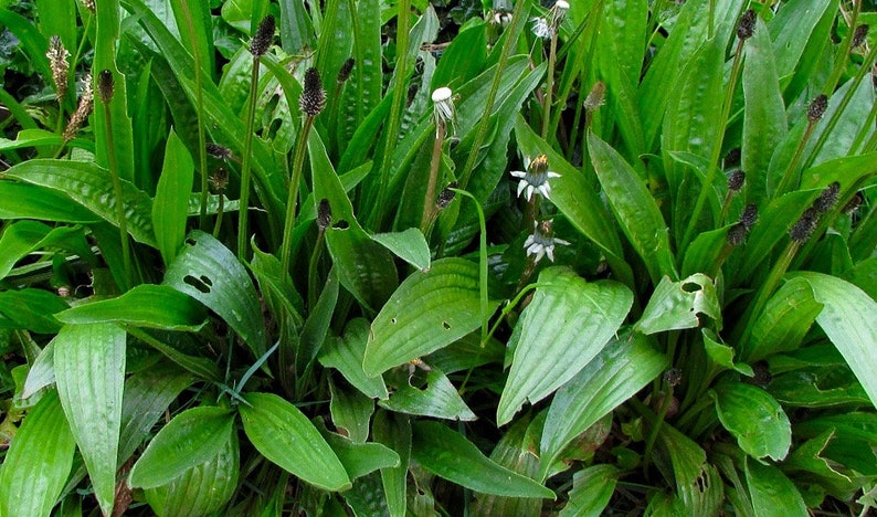 Narrowleaf Plantain Seeds Plantago Lanceolata Nutritious High Yielding Perennial Leaf Vegetable image 2