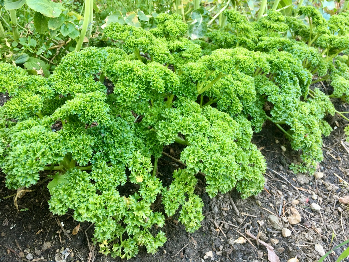 Curly Leaf Parsley Seeds Petroselinum Crispum Delicious & Etsy