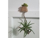 Upside Down Moss and Twine Twisted Stick Air Plant Holder Air Plant Included Planters Home Decor Indoor Plants Air Plant Display
