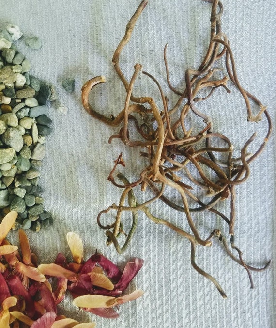 Tiny Twirly Twigs Tiny Twisted Sticks Fairy Garden Craft Etsy