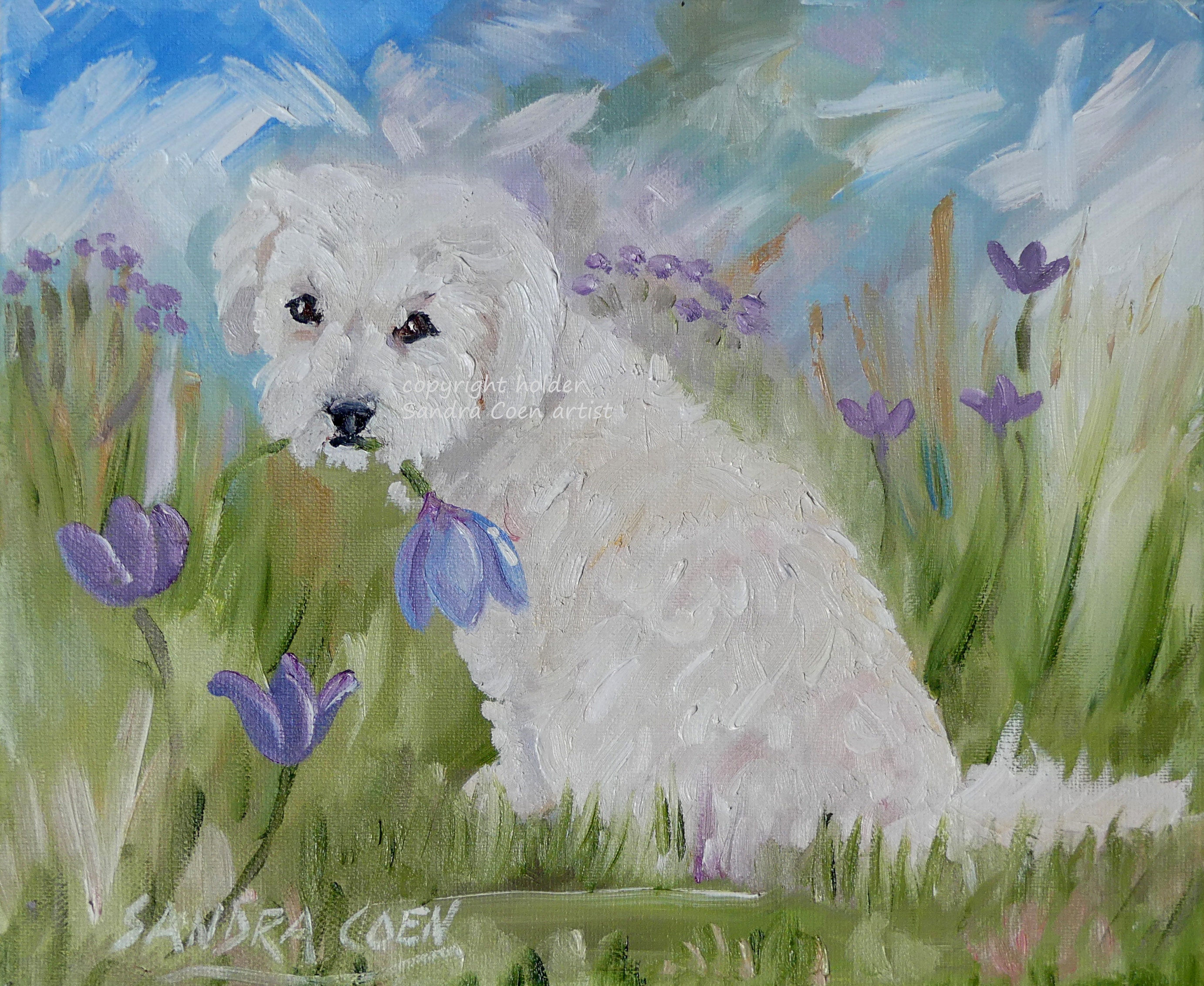 Bichon Aqua Socks Bichon Aqua Socks