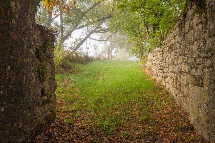 6 FOREST PATH Digital Backdrop for Photographers | Etsy