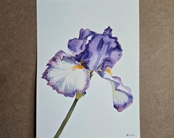 Purple Iris Painting - Original Watercolor Painting - Adirondack Mountains Wall Art