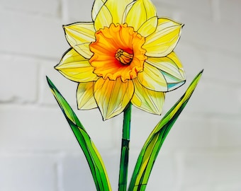Everlasting Daffodil