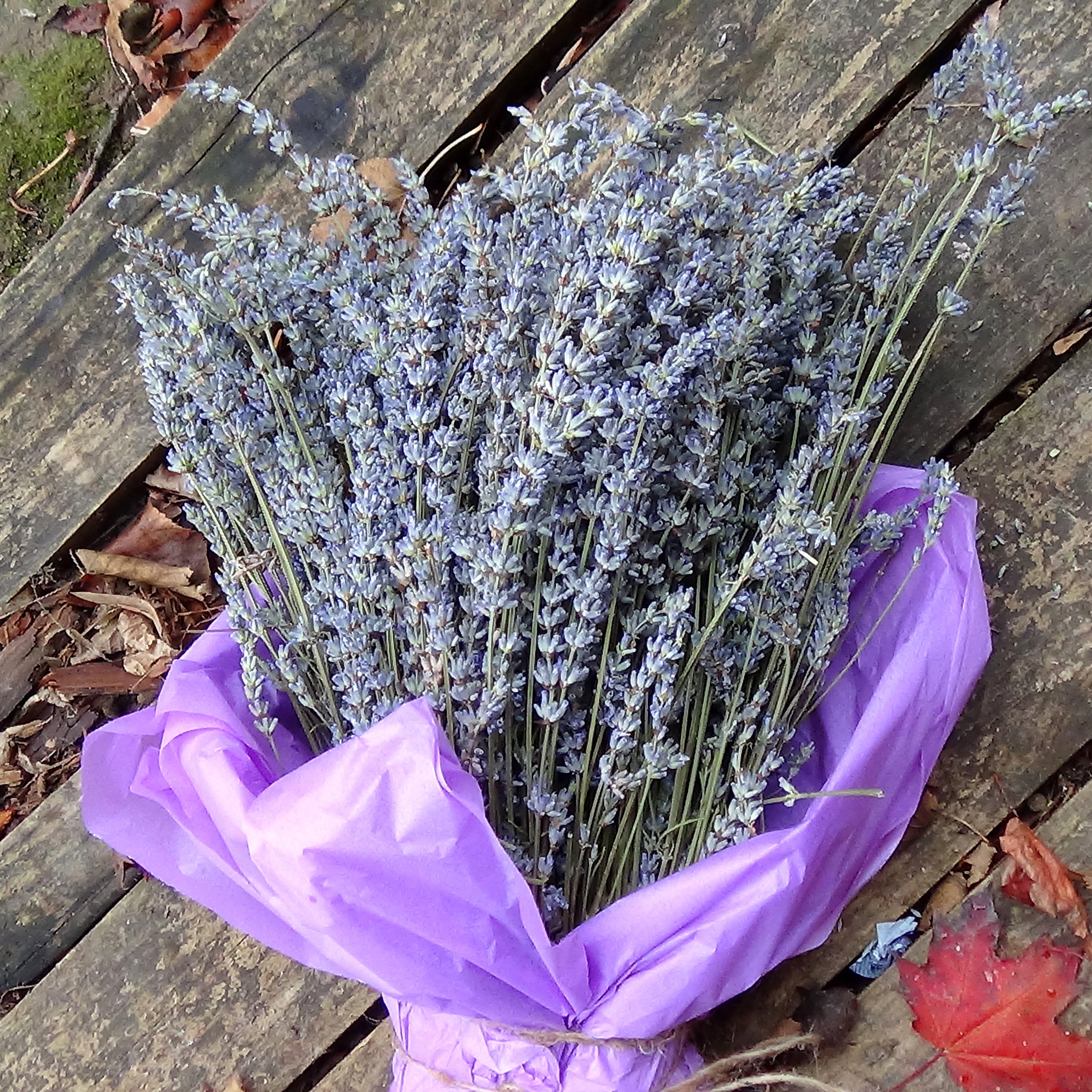 Organic Lavender Bundle English Lavender Bouquet Etsy