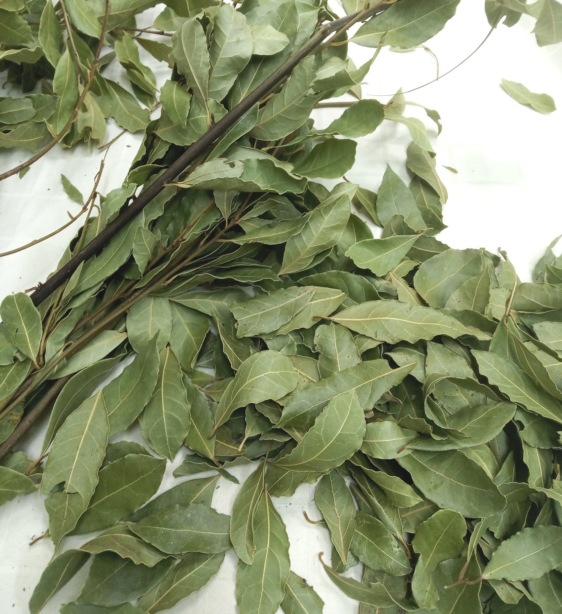 Dried Bay Leaves Whole Loose Bay Leaf Laurel Laurus Etsy UK