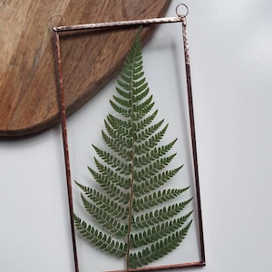 Framed Real Pressed Fern, Botanical Wall Hanging Valentines Gift, Handmade Herbarium, Nature Inspired Present, House Plant Home Decor