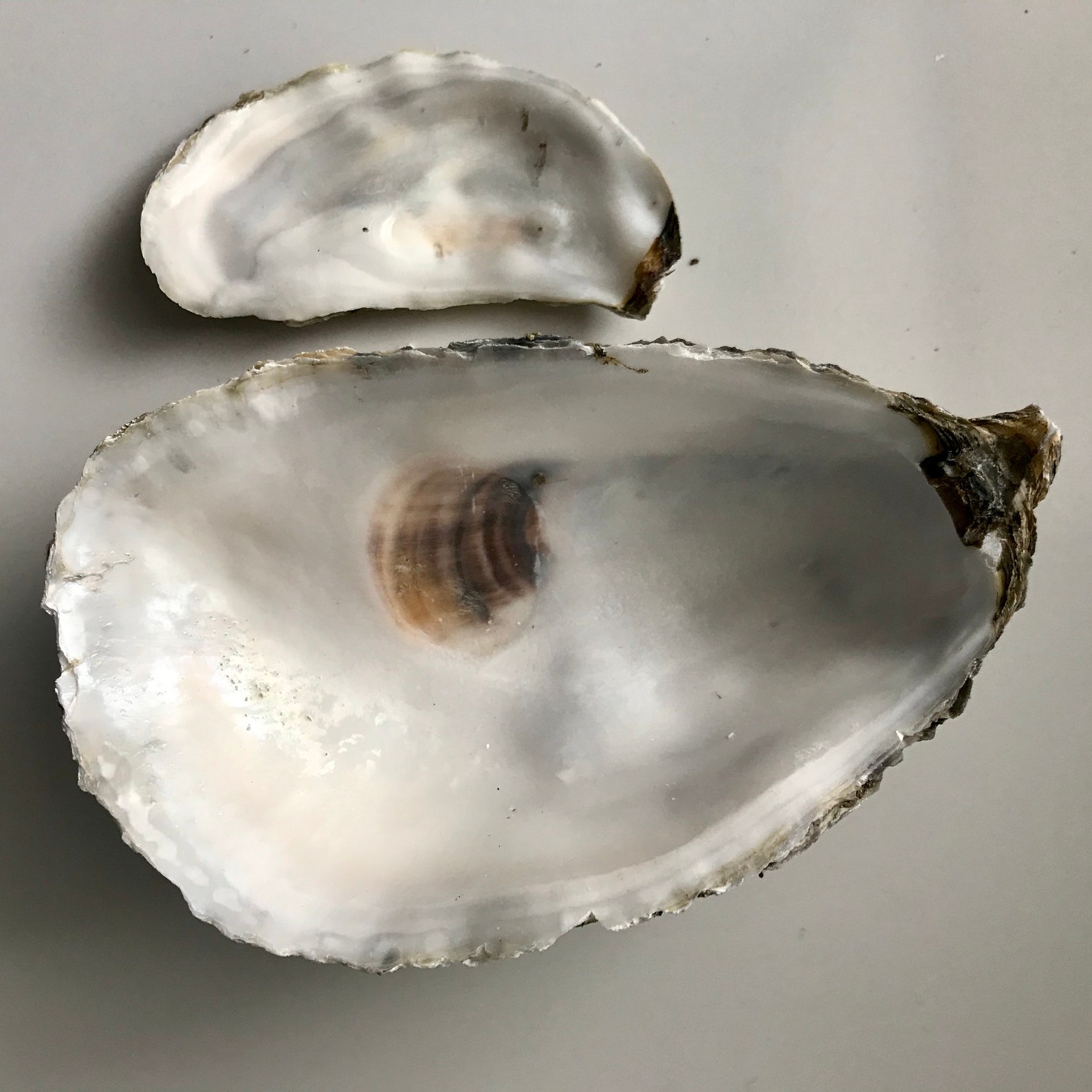 RARE Giant Oyster Shells Please Contact Me for Delivery Etsy UK